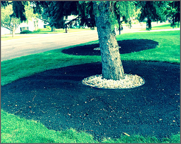 Before Spring Clean Up