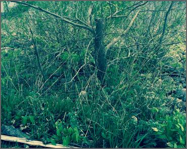 Before Picture Spring Clean Up