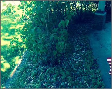 Landscaping