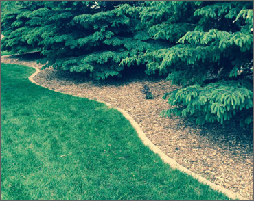 Tree Landscape