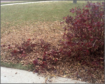 Fall Clean Up